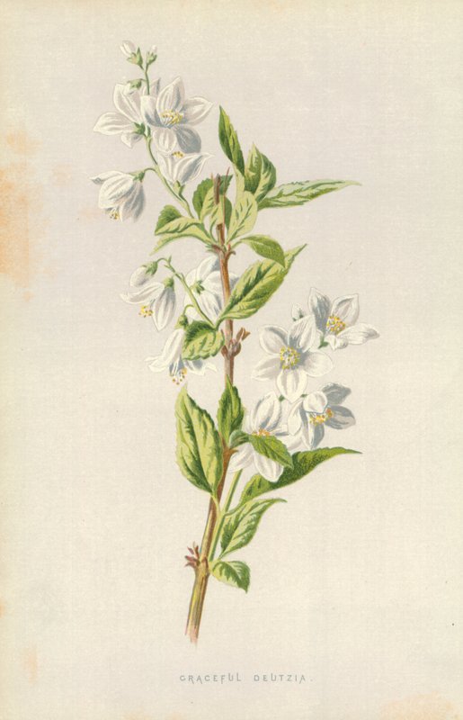 Siro Deutzia tekijältä Frederick Edward Hulme