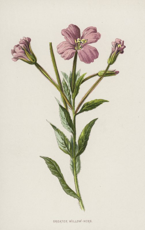 Suurpajuyrtti (chromolitho) tekijältä Frederick Edward Hulme