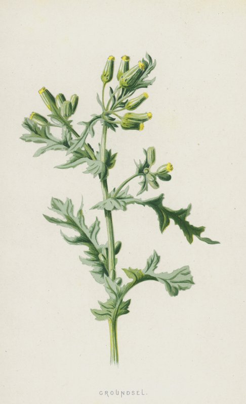 Groundsel (chromolitho) tekijältä Frederick Edward Hulme
