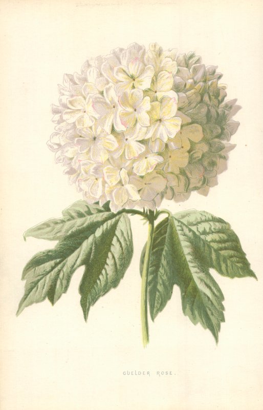 Guelder Rose tekijältä Frederick Edward Hulme