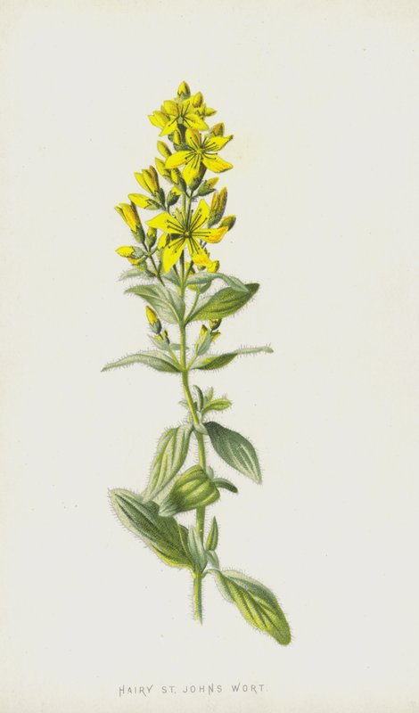 Karvainen mäkikuisma (chromolitho) tekijältä Frederick Edward Hulme