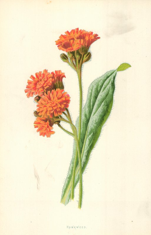 Hawkweed tekijältä Frederick Edward Hulme