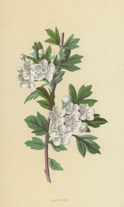 orapihlaja (chromolitho) tekijältä Frederick Edward Hulme