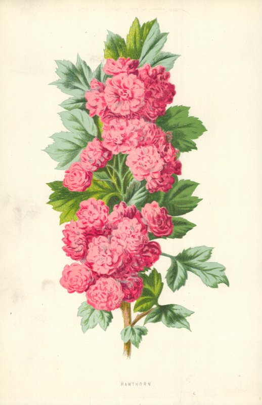 Hawthorn tekijältä Frederick Edward Hulme