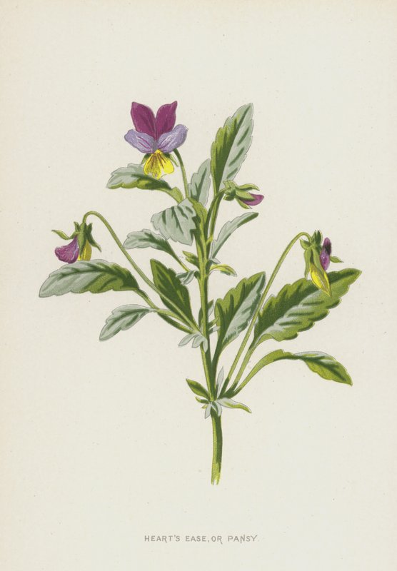 Hearts Ease tai Orvokki (chromolitho) tekijältä Frederick Edward Hulme