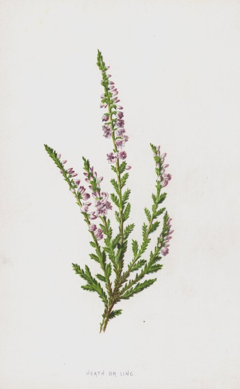 Heath tai Ling (chromolitho) tekijältä Frederick Edward Hulme