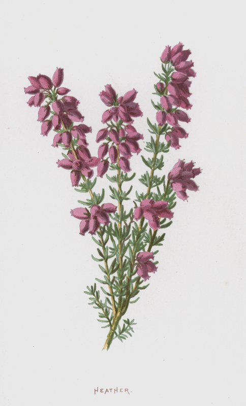 kanerva (chromolitho) tekijältä Frederick Edward Hulme