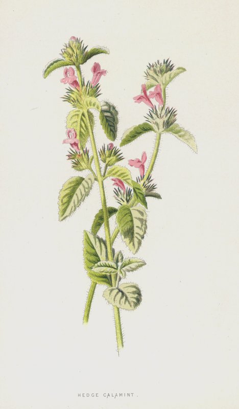 Hedge Calamint (chromolitho) tekijältä Frederick Edward Hulme