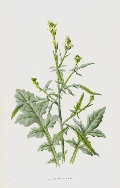 Hedge Sinappi (chromolitho) tekijältä Frederick Edward Hulme