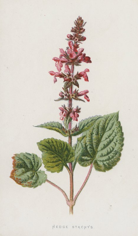 Hedge Stachys (chromolitho) tekijältä Frederick Edward Hulme