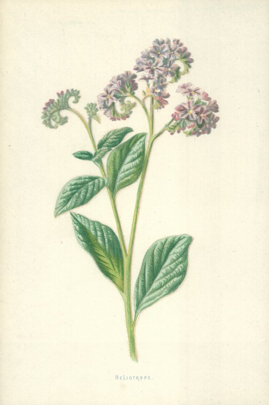 Heliotrooppi tekijältä Frederick Edward Hulme
