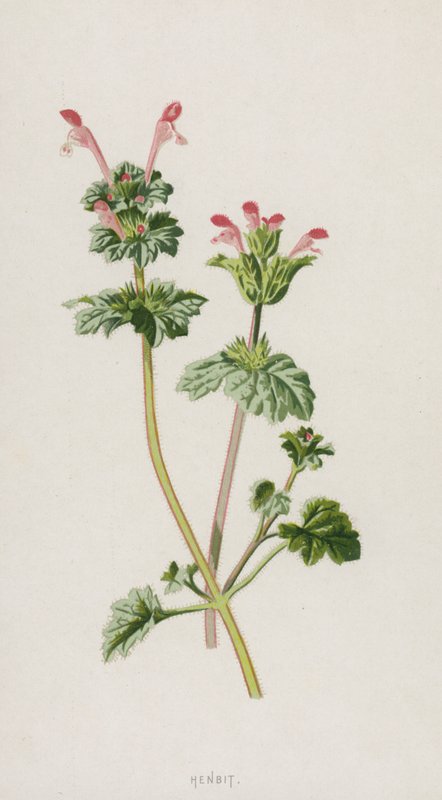 Henbit (chromolitho) tekijältä Frederick Edward Hulme