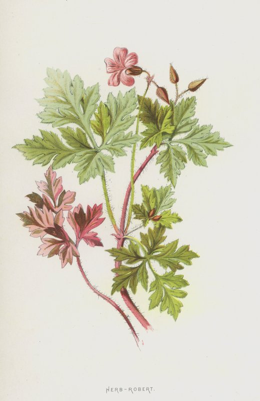 Herb-Robert (chromolitho) tekijältä Frederick Edward Hulme