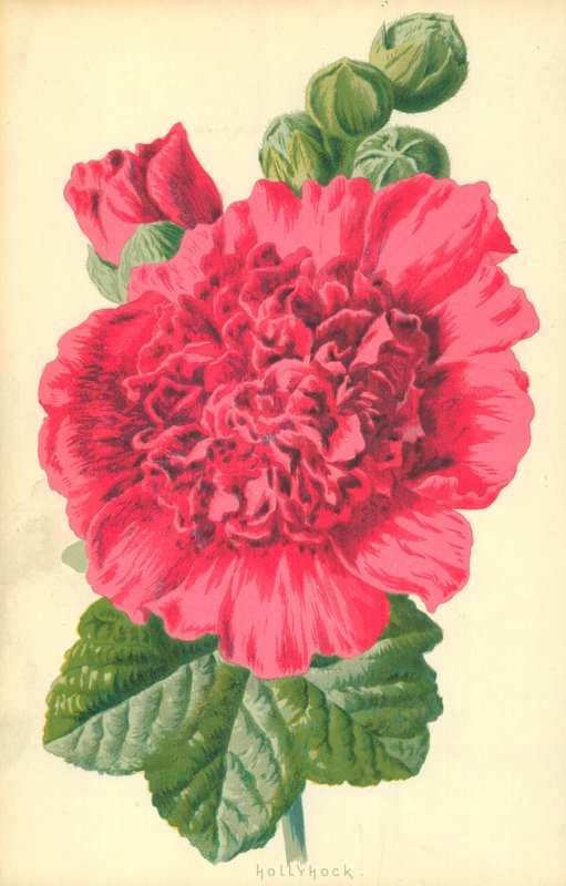 Salkoruusu tekijältä Frederick Edward Hulme