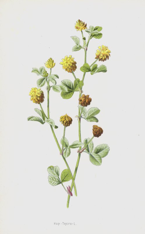Hop-Trefoil (chromolitho) tekijältä Frederick Edward Hulme