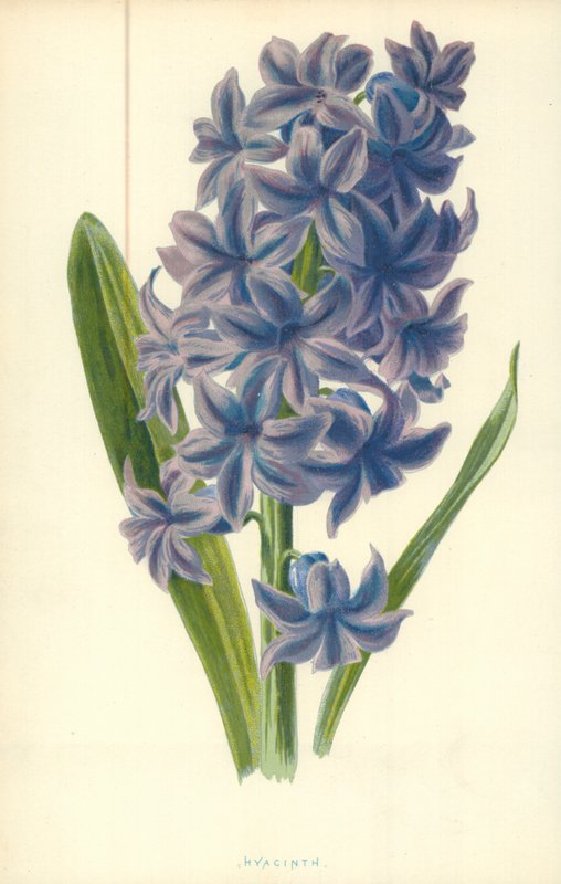 Hyasintti tekijältä Frederick Edward Hulme