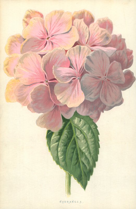 Hortensia tekijältä Frederick Edward Hulme