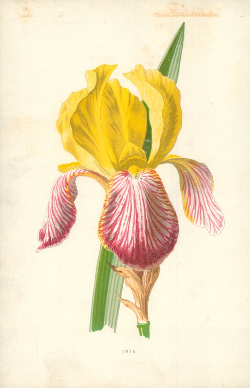 Iiris tekijältä Frederick Edward Hulme