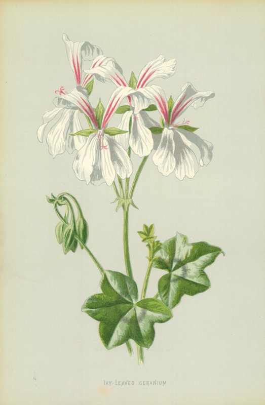 Ivy-Leaved Geranium tekijältä Frederick Edward Hulme