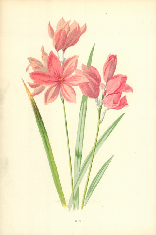Ixia tekijältä Frederick Edward Hulme