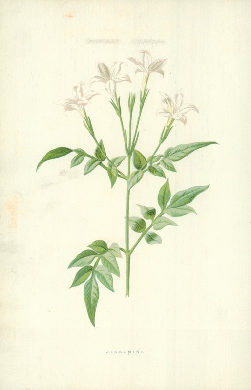 Jasmiini tekijältä Frederick Edward Hulme