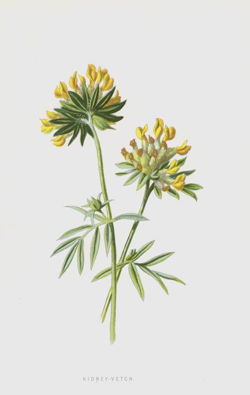 Munuainen-virna (chromolitho) tekijältä Frederick Edward Hulme