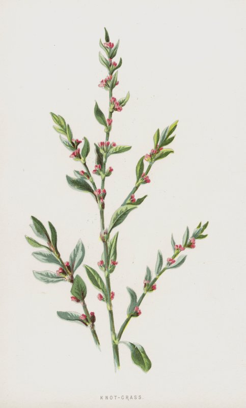 Knot-Grass (chromolitho) tekijältä Frederick Edward Hulme