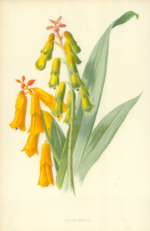 Lachenalia tekijältä Frederick Edward Hulme