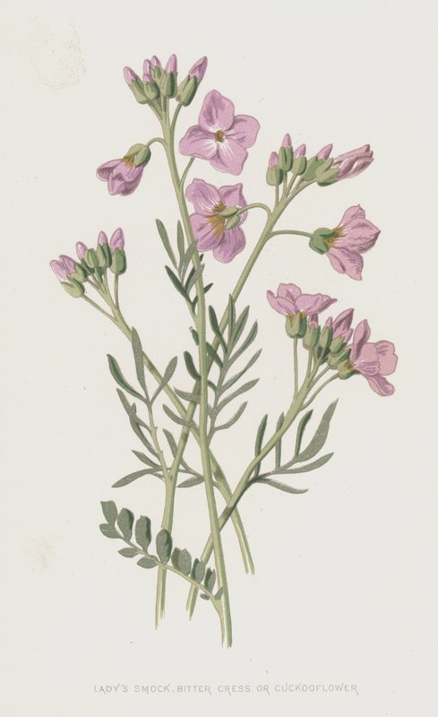 Ladys Smock, katkera krassi tai käkukka (chromolitho) tekijältä Frederick Edward Hulme