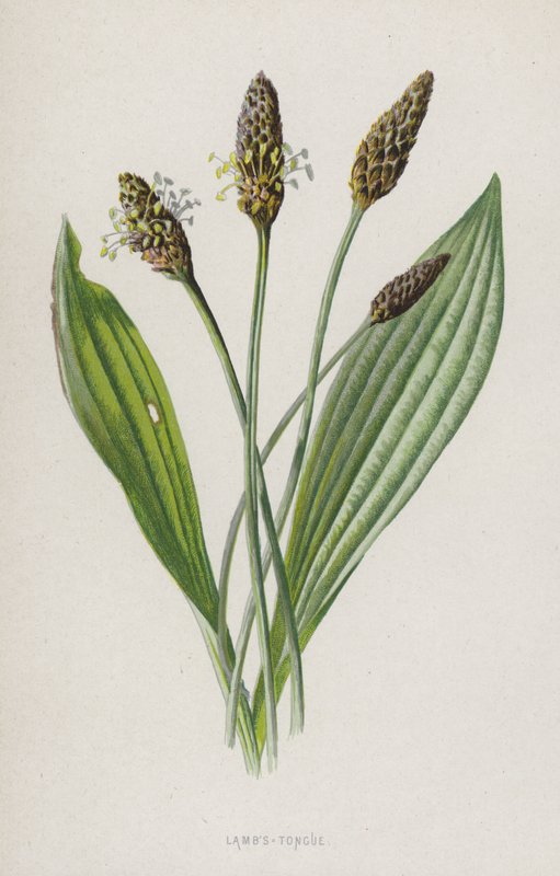 Karitsan kieli (chromolitho) tekijältä Frederick Edward Hulme