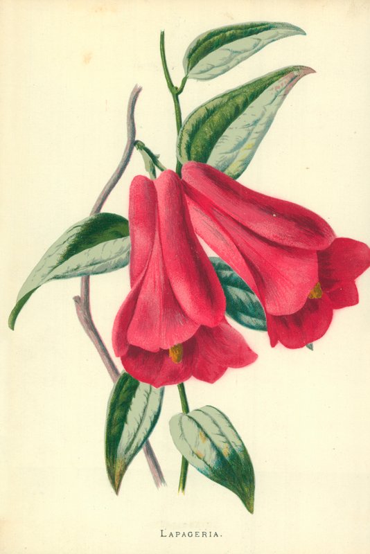 Lapageria tekijältä Frederick Edward Hulme