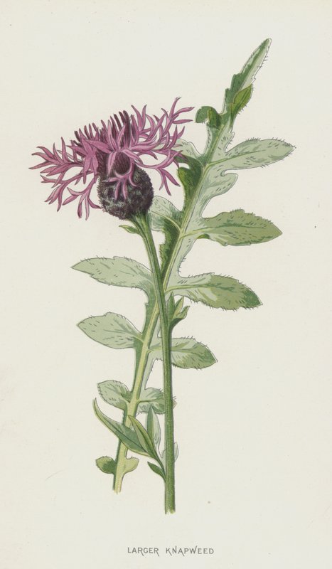 Isompi kääpiö (chromolitho) tekijältä Frederick Edward Hulme