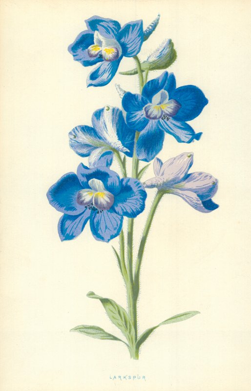 Larkspur tekijältä Frederick Edward Hulme
