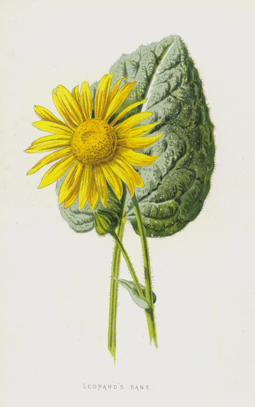Leopards Bane (chromolitho) tekijältä Frederick Edward Hulme