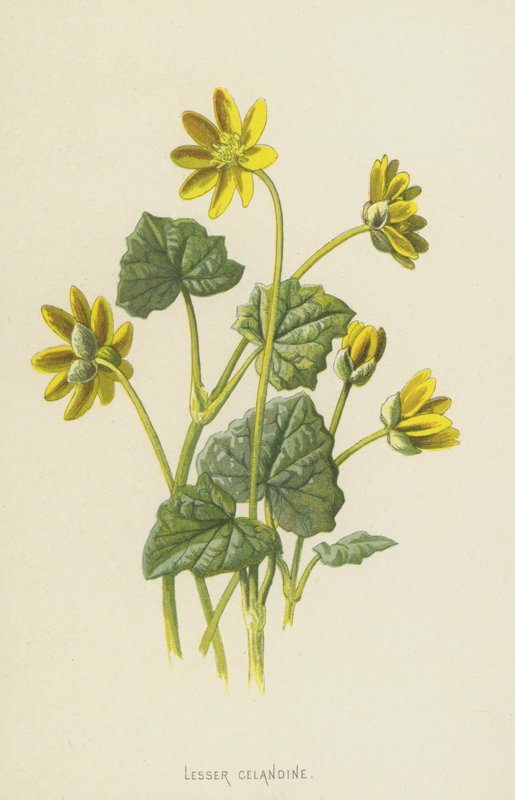 Pieni verihye (chromolitho) tekijältä Frederick Edward Hulme