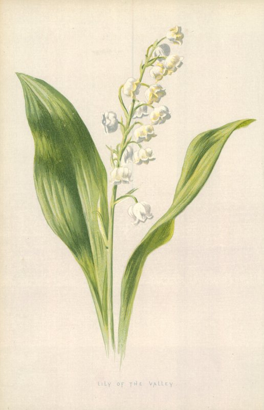 Kielo tekijältä Frederick Edward Hulme