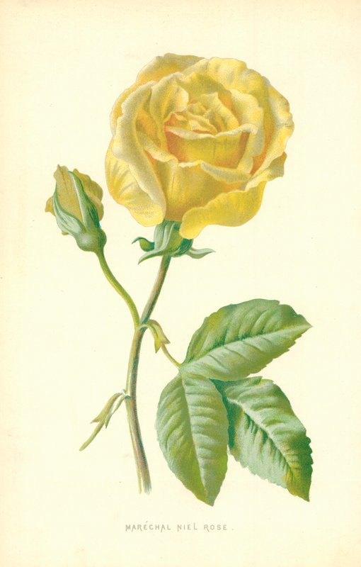 Marechal Niel Rose tekijältä Frederick Edward Hulme