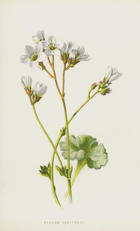 Meadow Saxifrage (chromolitho) tekijältä Frederick Edward Hulme
