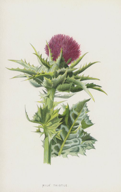 Maitoohdake (chromolitho) tekijältä Frederick Edward Hulme