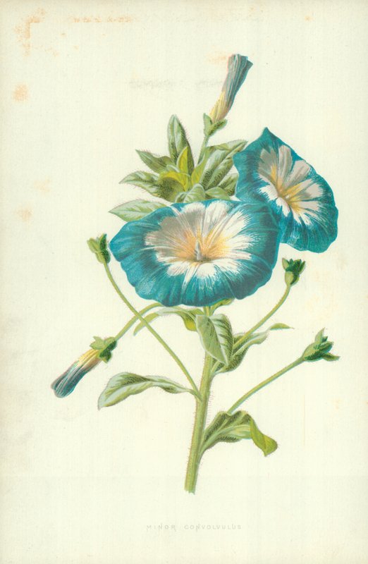 Pieni Convolvulus tekijältä Frederick Edward Hulme