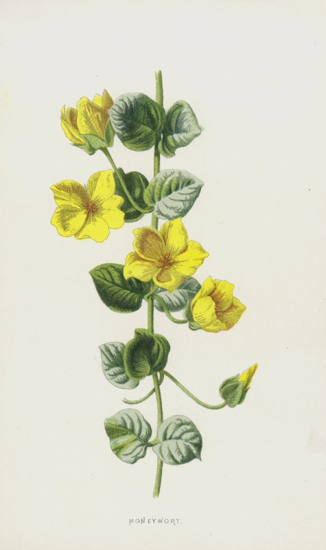 Moneywort (chromolitho) tekijältä Frederick Edward Hulme