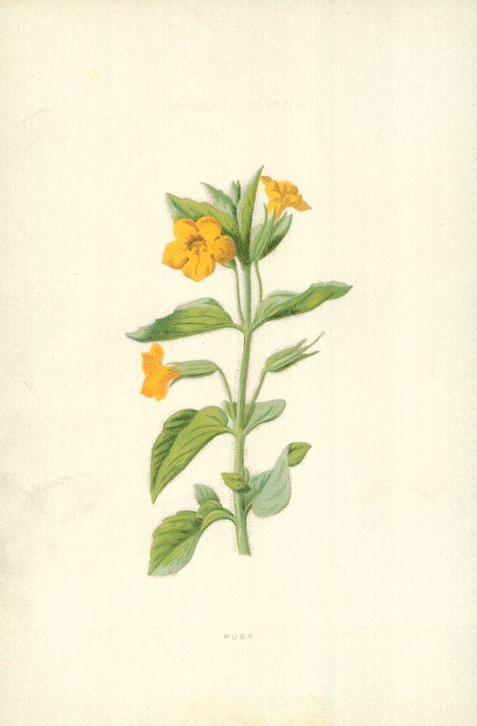Myski tekijältä Frederick Edward Hulme
