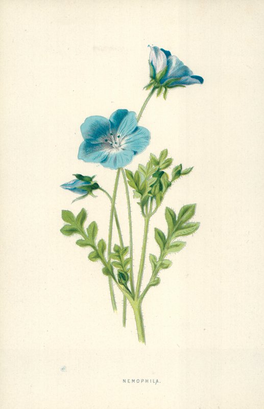 Nemophila tekijältä Frederick Edward Hulme