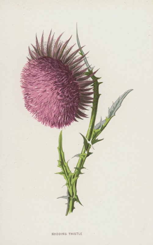 Noding Thistle (chromolitho) tekijältä Frederick Edward Hulme
