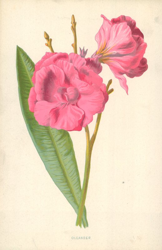 Oleanteri tekijältä Frederick Edward Hulme