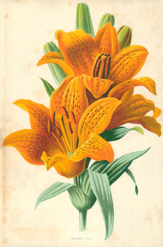 Oranssi lilja tekijältä Frederick Edward Hulme