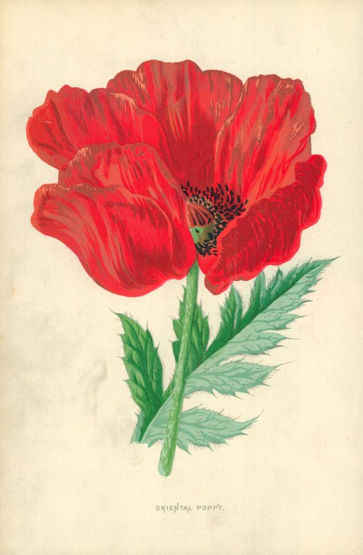 Itämainen unikko tekijältä Frederick Edward Hulme