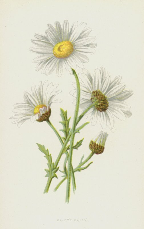 Ox-Eye Daisy (chromolitho) tekijältä Frederick Edward Hulme