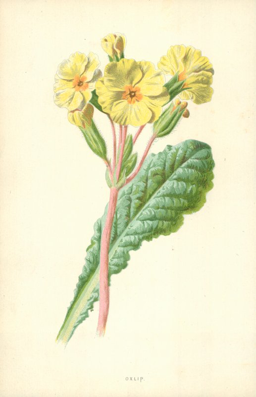 Oxlip tekijältä Frederick Edward Hulme
