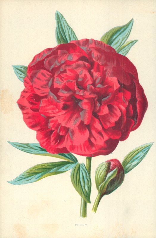 Pioni tekijältä Frederick Edward Hulme